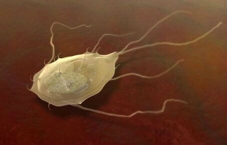 Giardia are parasites too! 