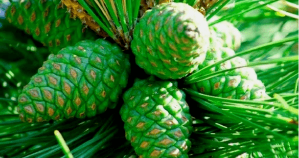 Coni di Pini Green