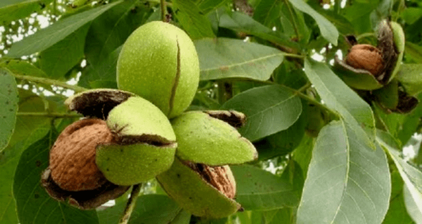 walnuts